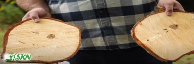 Cutting log quality + کیفیت برش حرفه&zwnj;ای کنده چوب