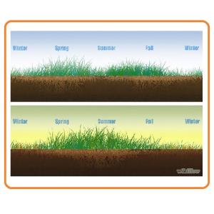 عملیات تکمیل چمن 